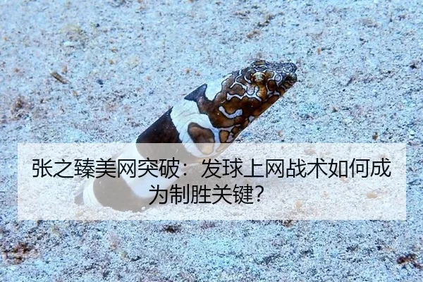 zhang-zhi-zhen-mei-wang-tu-po-fa-qiu-shang-wang-zhan-shu-ru-he-cheng-wei-zhi-sheng-guan-jian-2-814.jpg