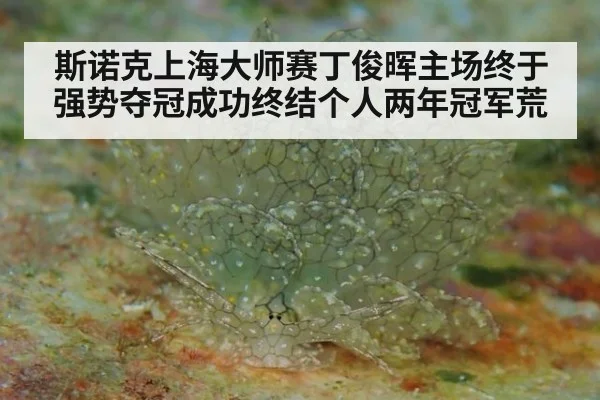 斯诺克上海大师赛丁俊晖主场终于强势夺冠成功终结个人两年冠军荒